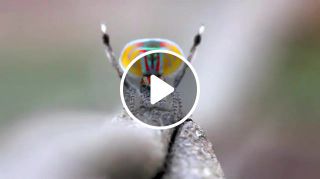 Peacock spider