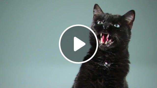 Pepper, cats, panther, cat, hd, animals pets. #0