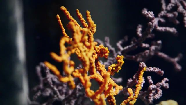 Pygmy Seahorses, Deep Look, Macro, Coral Reef, Coral, Sea Fan, Macrophotography, Kqedscience, Kqed, California Academy Of Sciences, Public Broadcasting Service, Biology, Camouflage, Ocean, Nature Documentary, Nature, Science, Pygmy Seahorse, Animals Pets