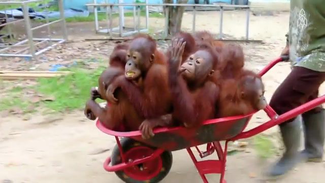 Ride Like A Boss. Tricky. Trick. Laughing. Laugh. Joke. Humor. Bling Bling. Bling. Adorable. Extreme. Speed. Turbo. Feelgood. Music. Jungle. Brown. Orange. Great. Love. Nursing. Red. Gurry. Wheelbarrow. Barrow. Carting. Cart. Many. Family. Smile. Bro. Mate. Team. Guys. Like. Super. Good. Nice. Crazy. Cool. Lowrider. Wow. Hot. Swag. Yolo. Omg. Lol. Joy. Wild. Babies. Baby. Rescue. Orangutans. Orangutang. Partyanimals. Happiness. Happy. Cuteness. Moving. Move. Epic. Aww. Mood. Boss. Fun. Funny. Nature. Helping. Help. Wildlife. Apes. Monkeys. Animals. Animal. Kids. Kid. Little. Lil. Orangutan. Zoo. Ape. Ride Wit Me. Ride With Me. Nelly. Ride. Cute. Monkey. Animals Pets.