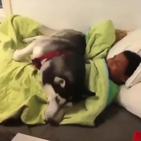Sleep guard dog, Animals Pets