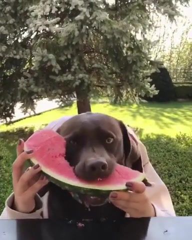 So happy it's watermelon season, watermelon, dog, animals pets.
