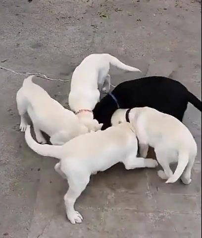 Spin around the bowl, Cute Puppy, Funny Puppy, Funny Dog, Cute, Eat, Spin Around, Funny, Puppy, Dog, Animals Pets