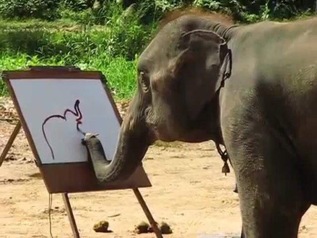 Suda the painting elephant, painting, art, amazing, elephant, artist, animals pets.