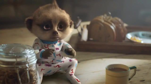 The market meerkat baby oleg, compare, market, tv, advertising, ads, insurance, advert, comparethemarket com, comparethemarket, meerkat, simples, compare the meerkat, advertisement, commercial, comedy, funny, russian, cheap, animals pets.