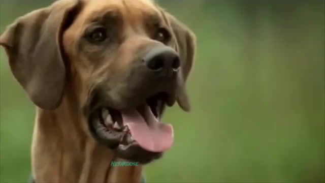 The soul of a wolf - Video & GIFs | dog,dog food,dogs,meme,memes,commercial,commercials,commercial meme,commercial memes,dog food commercial,dog food commercial meme,blue wilderness,blue wilderness meme,blue wilderness commercial,blue wilderness commercial meme,animals pets