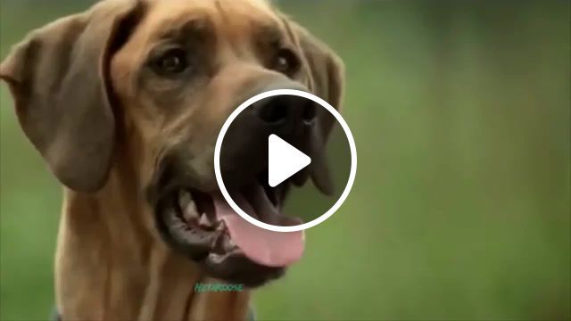 The soul of a wolf, dog, dog food, dogs, meme, memes, commercial, commercials, commercial meme, commercial memes, dog food commercial, dog food commercial meme, blue wilderness, blue wilderness meme, blue wilderness commercial, blue wilderness commercial meme, animals pets. #0
