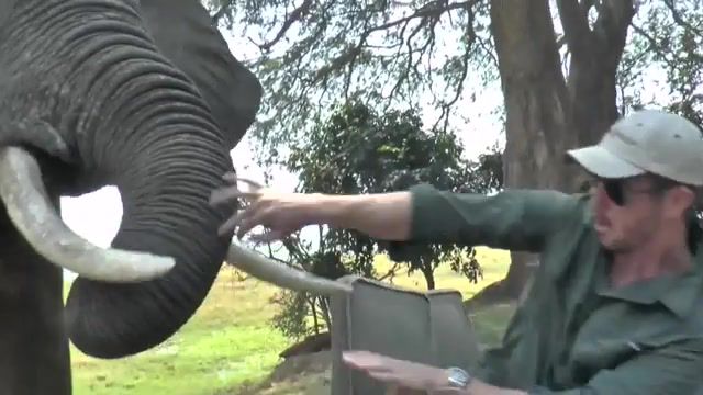 This Is My Place, Get The F Out Of Here Animal Thug Life - Video & GIFs | morning,breakfast,thug life,animals,zoo,bull elephant,bull,safari,attack,africa,zimbabwe,mana pools,crash,elephant tusks,elephant,animals pets