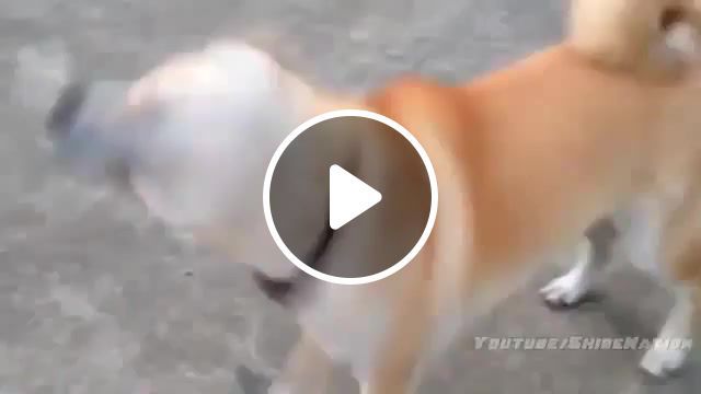 Wtf, dog, animal, ventilator, fun, funny, meme, memes, laugh, humor, webm, cute, pretty, animals pets. #0