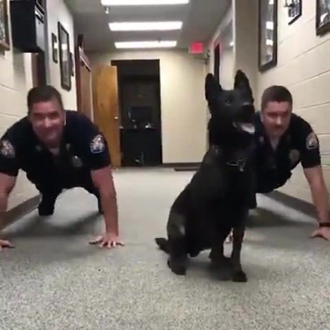 So sweet, Dog, Police, Academy, Workout, Train, Funny, Cute, Pet, Sports