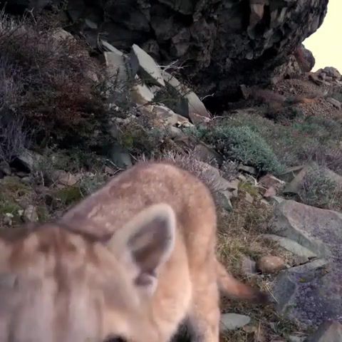 A curious baby puma in Chile, Puma, Mother Nature, Wild, Life, Love, Omg, Wtf, Wow, Chile, Nature, Animals Pets