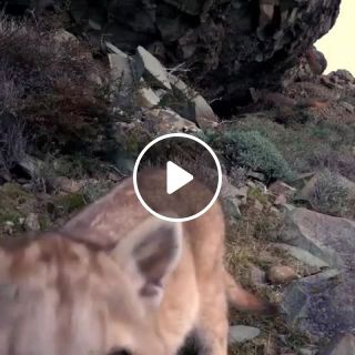 A curious baby puma in Chile