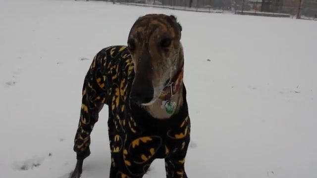 Batman dog, greyhound, zoomies, retired, racer, snow, batman, hound.
