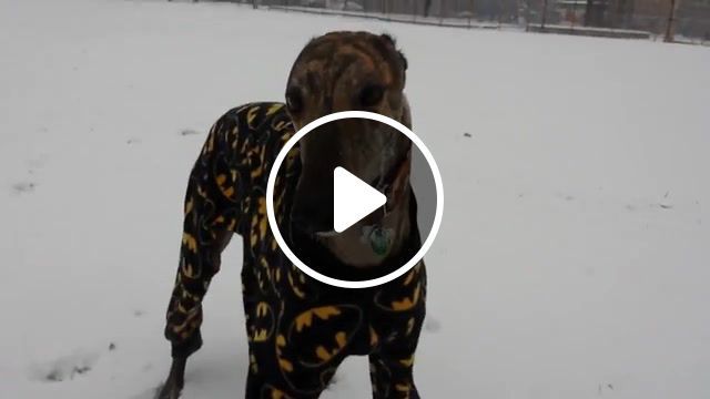 Batman dog, greyhound, zoomies, retired, racer, snow, batman, hound. #0