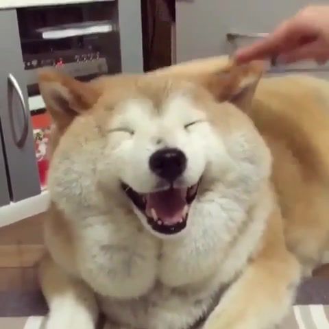 Chill - Video & GIFs | happy dog,funny pets,best,hot,fun,relax music,pharrell williams happy,animals pets