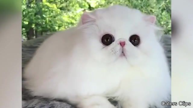 Cute white cat - Video & GIFs | best vines,funny tik tok,funny,funniest,animals pets