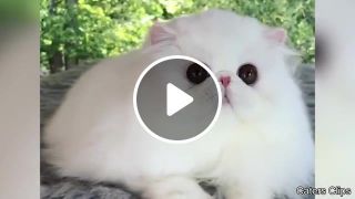 Cute white cat
