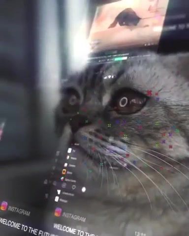 Cyber Cat, Cyberpunk, Cat, Augmented Reality, Animals Pets