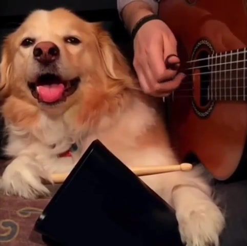 Dog plays drums best of trench and maple vines pt. 1, trench, maple, trench and maple, covers, guitar vines, best of, funny vines, music vines, animal vines, animals pets.
