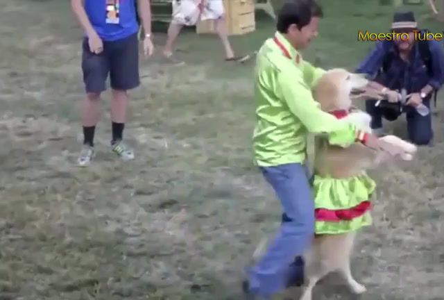 Doggo make me whole - Video & GIFs | funny,animals,funny animals,laugh challenge,funny cats,funny clips,laughter,funny dogs,funny clips collection,dog,dancing dog,salsa,dance partner,dogs,carrie,carrie dancing dog