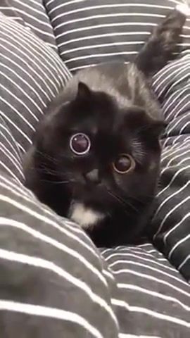 Eyes of the cat, cat, eyes, pet, animals pets.