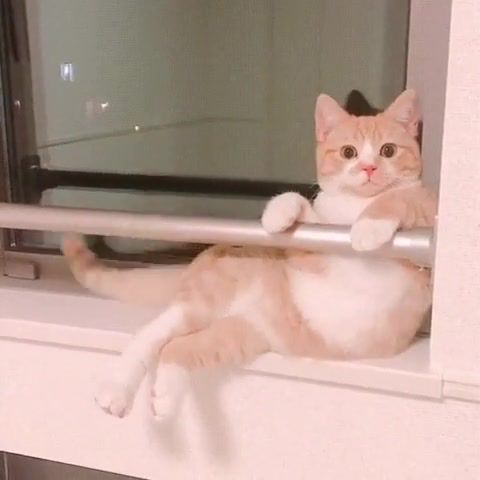 FUNNY CAT - Video & GIFs | funny cat,of the day,cat,catifunny,animals,nice,meme,ifunnyarcade,ifunnyoriginals,animals pets