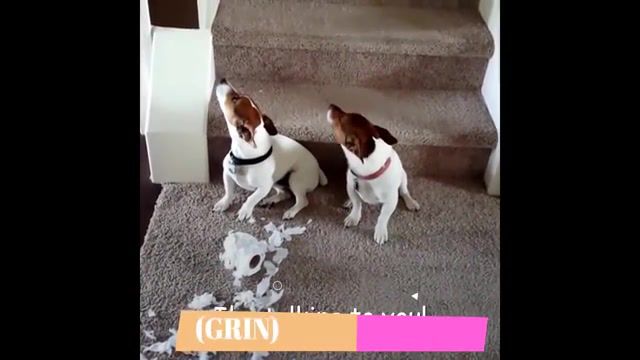 Guilty Dogs in Trouble, Guilty Dogs In Trouble, Guilty Dogs Compilation, Guilty Dogs In Crime, Funny Guilty Dogs Face, Guilty Dog Compilation, Guilty Dog Asks For Forgiveness, Guilty Dog Can Not Make Eye Contact, Guilty Dogs Blame Each Other, Amazing Animal, Guilty Dogs Funny Dogs Compilation, Animals Pets