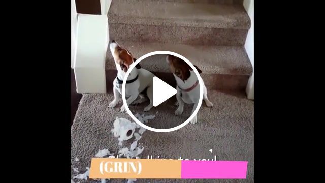 Guilty dogs in trouble, guilty dogs in trouble, guilty dogs compilation, guilty dogs in crime, funny guilty dogs face, guilty dog compilation, guilty dog asks for forgiveness, guilty dog can not make eye contact, guilty dogs blame each other, amazing animal, guilty dogs funny dogs compilation, animals pets. #0