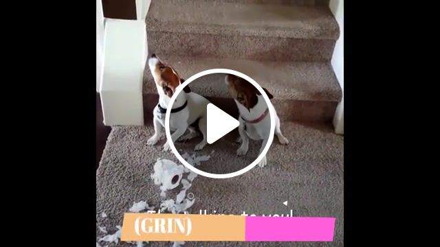 Guilty dogs in trouble, guilty dogs in trouble, guilty dogs compilation, guilty dogs in crime, funny guilty dogs face, guilty dog compilation, guilty dog asks for forgiveness, guilty dog can not make eye contact, guilty dogs blame each other, amazing animal, guilty dogs funny dogs compilation, animals pets. #1