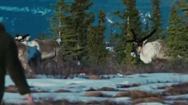 Into the wild - Video & GIFs | wild,into the wild,man and nature,animals pets