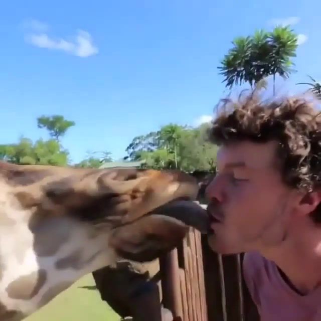 Kiss me, animals pets.