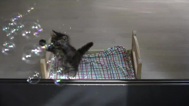 Kitties and bubbles - Video & GIFs | bubbles,cats,animals pets