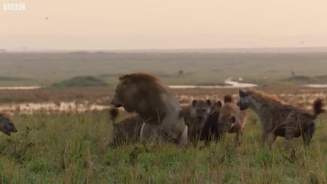Lion's Brotherhood, Bbc Documentary, Bbc, Bbcearth, Bbc Earth, Red The Lion, Dynasties, Dynasties Lion, David Attenborough, Tatu The Lion, Brother Lion, Lion Attacked By Hyenas, The Lion King, Lion Vs Hyenas, Lion King Live Action, Animals Pets