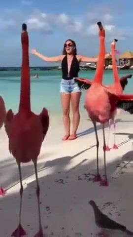 Macarena with flamingos, animals pets.