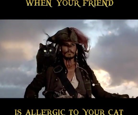 Pirates of the Caribbean starring my cat OwlKitty - Video & GIFs | owlkitty,pirates,depp,pirates of the caribbean,cat,funny,meme,haha,lol,kitty,owlcat,kitten,cute,animals pets