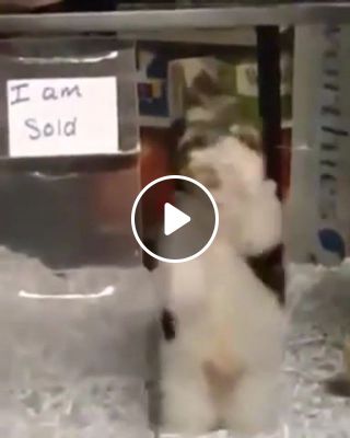 Puppy does the I'M SOLD Dance