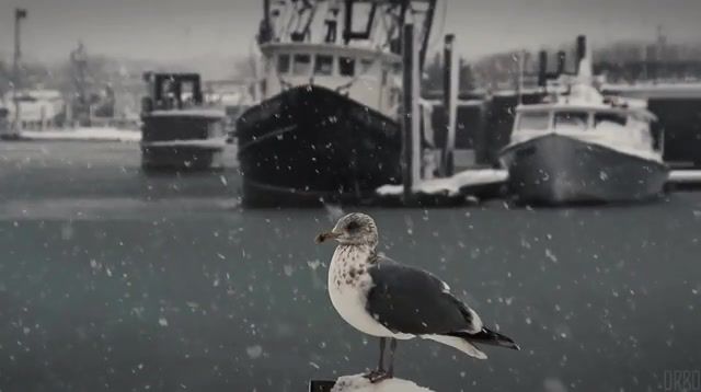 Snow falls on Hyannis Harbour, Machusetts, Chill, Eleprimer, Animals, Bird, Water, Weather, Cinemagraphs, Cinemagraph, Fall, Winter, Dream, Crow, Snow, Live Pictures