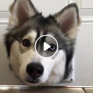 This husky thinks he's a cat