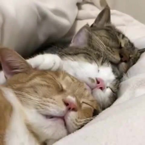 Three cats sleeping, animals pets.