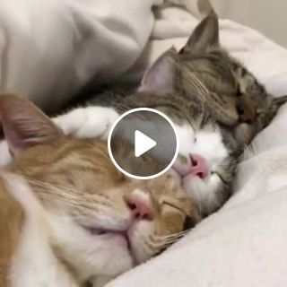Three cats sleeping