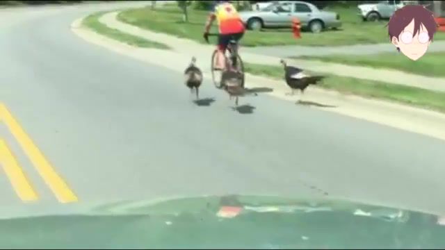 Turkeys followed them
