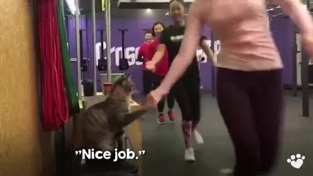 Next time Cristiano - Video & GIFs | usat,usa today,news,akdec18,animalkind,crossfit,cat,cats,animals,animal lovers,pets,pet lovers,exercise,workouts,support,motivation,workout motivation,animalkind usa today,animalkind stories,ronaldo,cr7,juventus,lol,funny,haha,of the day,smile,troll,sport,footblal,sports