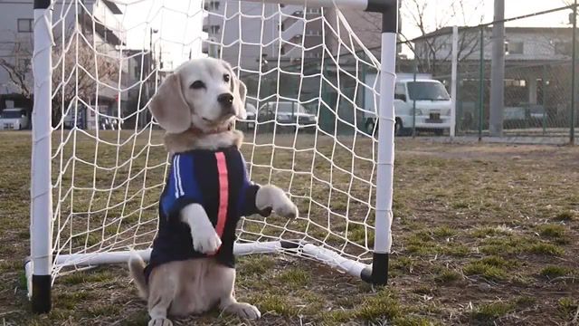 World cup tomorrow, training, puppy, trick, dog, fifa world cup, soccer, beagle, sports.