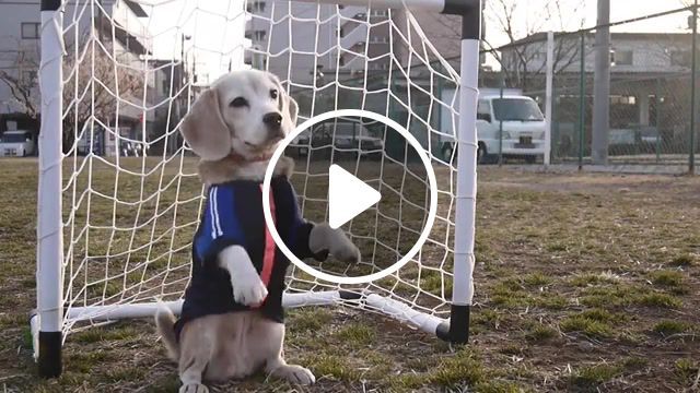 World cup tomorrow, training, puppy, trick, dog, fifa world cup, soccer, beagle, sports. #0