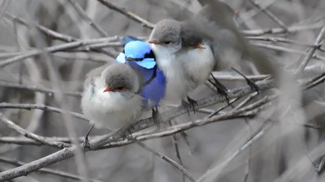 Blue bird, animals pets.