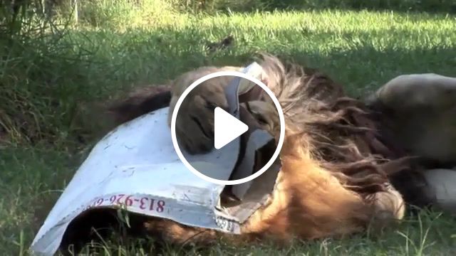 Can you feel the pizza love, big cat rescue, lion, pizza, lion pizza, animals pets. #1
