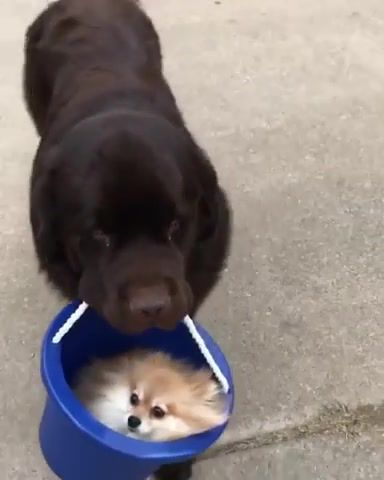 Carrying His Friend In A Bucket. Pet. Adorable. Cute. Dog.