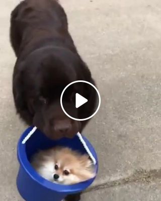 Carrying his friend in a bucket