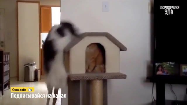 Cat - Video & GIFs | cat,fall,fail,awkward,you died,you died meme,cats,slow killer,animals pets