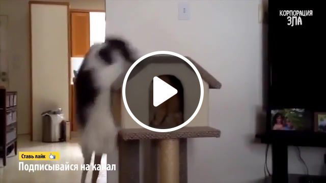 Cat, cat, fall, fail, awkward, you died, you died meme, cats, slow killer, animals pets. #1